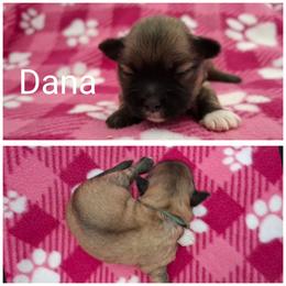 Dana - Red gold female Lhasa Apso puppy in Cincinnati, Ohio from Shangri-La Lhasa Apsos