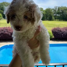 Zazu - Red merle male Aussiedoodle puppy in Rainbow City, Alabama from Creek Bend Farm