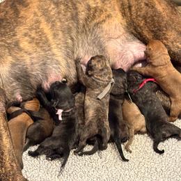 GCH Tony and GCH Sabrina - Fawn male Cane Corso puppy in Cameron Park, California from Lionheart Cane Corso