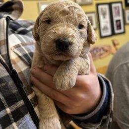 Labradoodle Puppies from Dog Paw Doodles