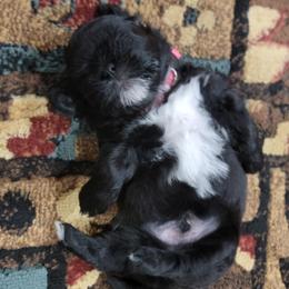 Shichon Puppies from Log Cabin Teddy Bears