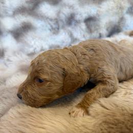 Red Collar - Red  female Goldendoodle puppy in Winfield, Alabama from Rose Lane Doodles
