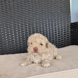 Spade - Cream male Goldendoodle puppy in Richmond, Texas from Harper’s Heartbeats