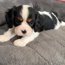 Mr. Blue - Tri-color male Cavalier King Charles Spaniel puppy in Rocky Ford, Colorado from Scofield Cavaliers