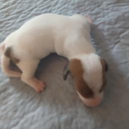 Piebald girl - Piebald female Dachshund puppy in Cedar Rapids, Iowa from Paulassillydogs