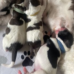 Aussiedoodle Puppies from Deason Doodles