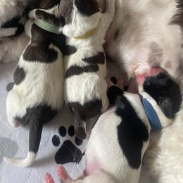 Aussiedoodle Puppies from Deason Doodles