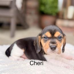 Cheri - Black tan and white female Beagle puppy in Mansfield, Missouri from Rippee Creek Kennel