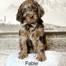 Fable - Merle male Goldendoodle puppy in Pasco, Washington from Camp Doodle Woods