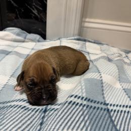 Boy 4 - Fawn male Boxer puppy in Prestonsburg, Kentucky from Bre’s Boxers