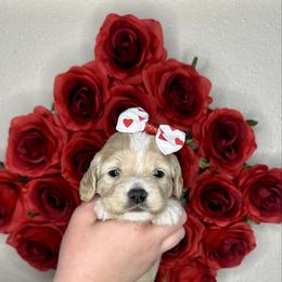 Bells - Buff and white female Cockapoo puppy in Rolla, Missouri from Diamond K