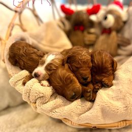 Goldendoodle Puppies from Poodle lovers