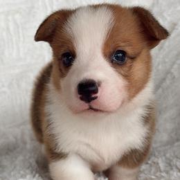 Cheeto - Red male Pembroke Welsh Corgi puppy in Beggs, Oklahoma from Blue Diamond Corgi’s