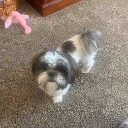 Shih Tzu All Grown Up from Itty Bitty Paws