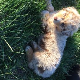 Australian Shepherd Puppies from Toni Thompson's Australian Shepherds