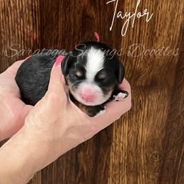 Taylor - Tri-color female Bernedoodle puppy in Saratoga Springs, Utah from Saratoga Springs Doodles