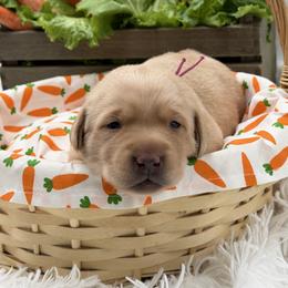 Pink - Yellow female Labrador Retriever puppy in Heath Springs, South Carolina from Rich Hill Retrievers