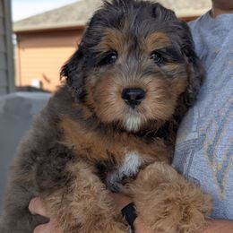 Linq - Blue merle male Bernedoodle puppy in Sioux Falls, South Dakota from Dolly's Doodles
