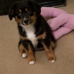 Purple - Black tri female Miniature American Shepherd puppy in Hurt, Virginia from Sweet Prada's Farm