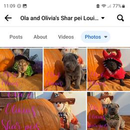 Chinese Shar-Pei Puppies from Ola & Olivia's Shar Pei