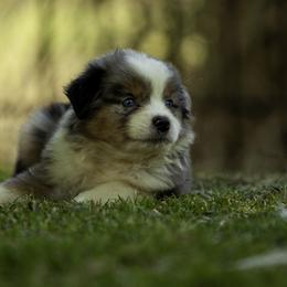 Jaguar - Blue merle male Miniature American Shepherd puppy in Franklinville, North Carolina from Fine Hill Miniature Americans