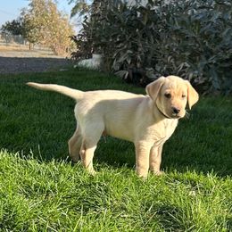 Black - Yellow male Labrador Retriever puppy in Spokane, Washington from Learn's Labs