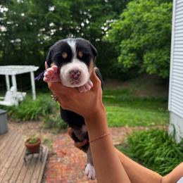 Myra - Black, white and red female Greater Swiss Mountain Dog puppy in Chester, Illinois from Hilltop Swissys