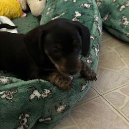 Sassy - Black and cream female Dachshund puppy in Beeville, Texas from Dee’s Denim Dachshunds