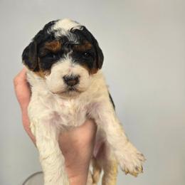Girl - Black and white female Aussiedoodle puppy in Conklin, Michigan from Lake Michigan Couture Cavapoos & Cockapoos