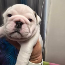 Horchata - White female Bulldog puppy in Laurel, Montana from Bull Mountain Bulldogs