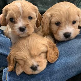 Cavapoo Puppies from Jessie's Puppies
