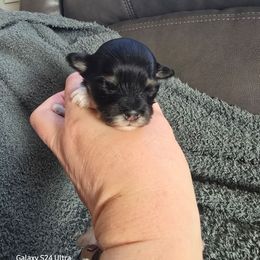 Mally - Black and white female Havanese puppy in Melba, Idaho from Lawson Havanese