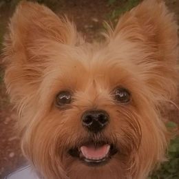 Yorkshire Terrier All Grown Up from Djidade Muhavi's Yorkshire Terriers