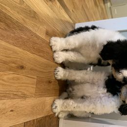 Bernedoodle Puppies from White Oak
