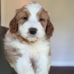 Boo - Parti female Goldendoodle puppy in Jacksonville, Florida from Dandelion Doodles
