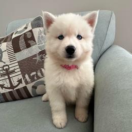 AKC Sapphire - White female Siberian Husky puppy in Centreville, Maryland from Huskies By the Bay