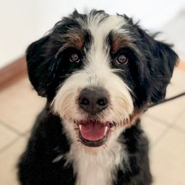 Bernedoodle, Goldendoodle, Poodle, and Sheepadoodle All Grown Up from Dapper Doodles