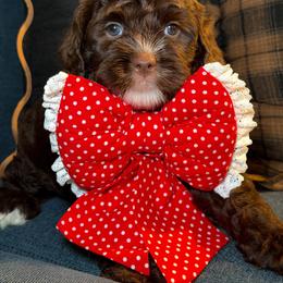 LIBERTY - Chocolate female Australian Labradoodle puppy in Valley Springs, California from Blue Denim Doodles