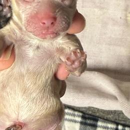 Ran and white boy - Gold and white male Shihpoo puppy in Cottondale, Florida from Pat’s precious puppies