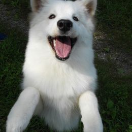 Samoyeds from Chatanika Samoyeds