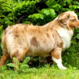 Golden Retrievers, Labrador Retrievers, and Miniature American Shepherds from ROCK CREEK