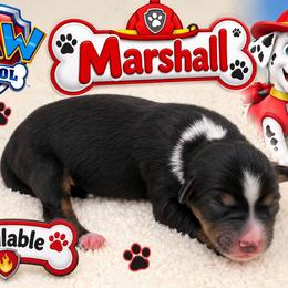 Marshall - Black tri male Miniature Australian Shepherd puppy in Apache Junction, Arizona from Circle T Mini Aussies