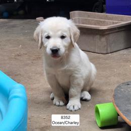Ocean boy 6 - Light golden male Golden Retriever puppy in Niles, Michigan from Christiana Creek Goldens