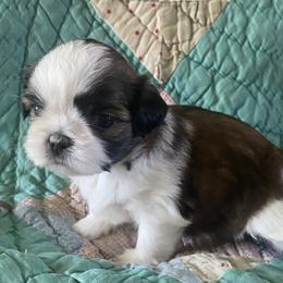 Wendy Darling - Black and white female Shih Tzu puppy in Jasper, Georgia from Tiny Bubbles Shih Tzus