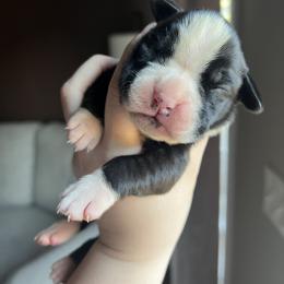Girl 2 - Brindle female Boxer puppy in Henderson, Tennessee from Vom Broadvalley