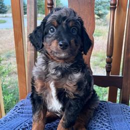Arnold - Merle male Bernedoodle puppy in Caldwell, Idaho from Treasure Valley Poodles