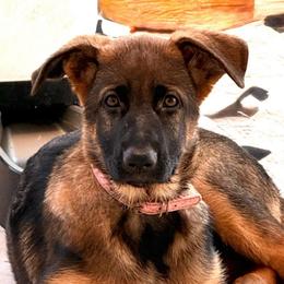 Rose - Black and tan female German Shepherd puppy in Anaheim, California from Hanan's German Shepherds