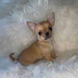 Boy 2 - Black sabled fawn male Chihuahua puppy in Fargo, North Dakota from Wild Prairie Chihuahuas