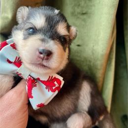 Driggs - Black and white male Pomsky puppy in Rathdrum, Idaho from Smart Pomskies and Frenchies