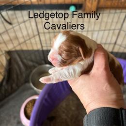 Girl - Blenheim female Cavalier King Charles Spaniel puppy in Greenleaf, Wisconsin from Ledgetop Family Cavaliers